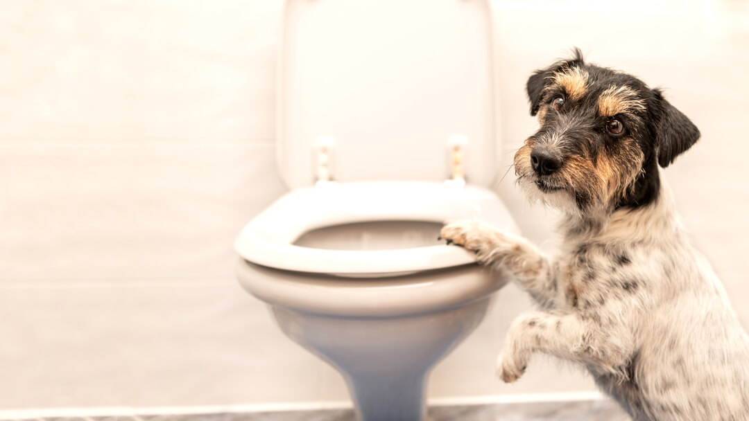 Causes for best sale constipation in dogs